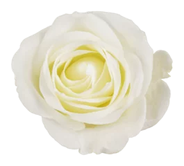 Fototapeten White rose flower isolated on white or transparent background © Ortis