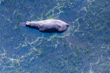 Aerial shot of a partially submerged hippotamus, Hippopotamus amphibius, floating in the marshlands...
