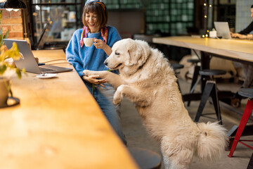 Woman sits with her cute adorable dog at modern coffee shop and works on laptop. Pet friendly places and spending time with pets concept