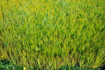 rice seeds to be planted in the rice fields
