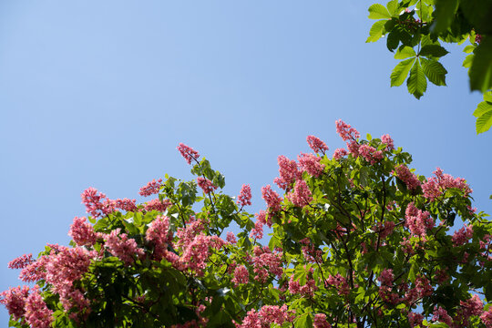 Pink chestnut flower against blue sky. Spring in the city