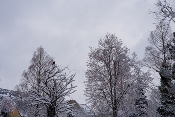 trees in the park, bird on a tree, winter, background	