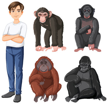 Five different types of great apes