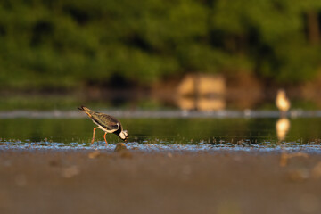 Beautiful nature scene with Northern lapwing (Vanellus vanellus). Wildlife shot of Northern lapwing (Vanellus vanellus). Northern lapwing (Vanellus vanellus) in the nature habitat.
