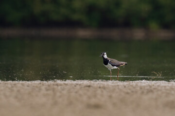 Beautiful nature scene with Northern lapwing (Vanellus vanellus). Wildlife shot of Northern lapwing (Vanellus vanellus). Northern lapwing (Vanellus vanellus) in the nature habitat.