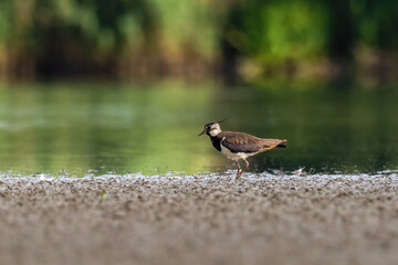 Beautiful nature scene with Northern lapwing (Vanellus vanellus). Wildlife shot of Northern lapwing (Vanellus vanellus). Northern lapwing (Vanellus vanellus) in the nature habitat.
