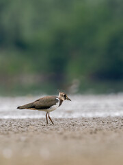 Beautiful nature scene with Northern lapwing (Vanellus vanellus). Wildlife shot of Northern lapwing (Vanellus vanellus). Northern lapwing (Vanellus vanellus) in the nature habitat.