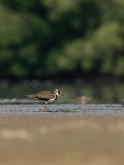 Beautiful nature scene with Northern lapwing (Vanellus vanellus). Wildlife shot of Northern lapwing (Vanellus vanellus). Northern lapwing (Vanellus vanellus) in the nature habitat.