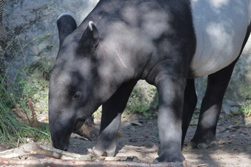 Fototapeta premium バク