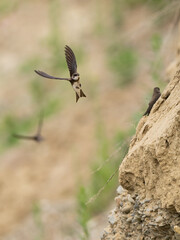 Beautiful nature scene with flying bird Sand martin (Riparia riparia). Wildlife shot of flying Sand martin (Riparia riparia).