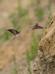 Beautiful nature scene with flying bird Sand martin (Riparia riparia). Wildlife shot of flying Sand martin (Riparia riparia).