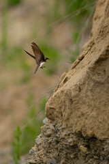 Beautiful nature scene with flying bird Sand martin (Riparia riparia). Wildlife shot of flying Sand martin (Riparia riparia).