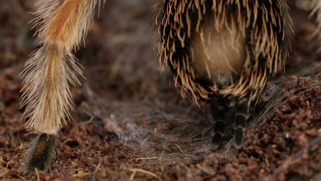 Mexican Red-Knee Tarantula uses spinnerets to lay web on forest floor - extreme close up