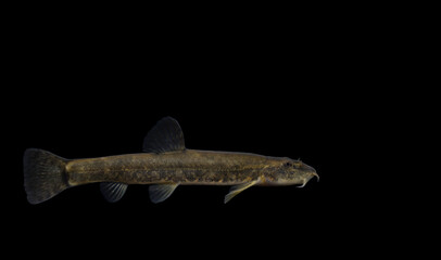 The stone loach (Barbatula barbatula)