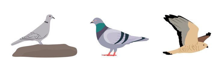 Set of birds. Collection birds in flat style. Dove, Common wood pigeon, Hawk. Birds in different poses isolated on white background. Vector illustration.