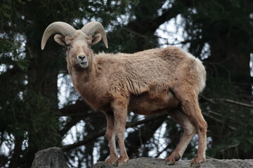 オオツノヒツジ