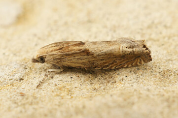 Detailed closeup on a pale colored tortrix, the Hoary Bell, Eucosma cana sitting on a stone