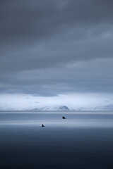 Birds flying across the Sea - Iceland - Winter