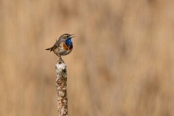 Beautiful nature scene with bird Bluethroat  (Luscinia svecica). Wildlife shot of Bluethroat  (Luscinia svecica). Bluethroat  (Luscinia svecica) in the nature habitat.