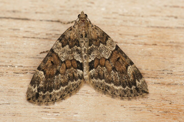 Closeup on the Spruce carpet geometer moth, Thera britannica sitting on wood with spread wings
