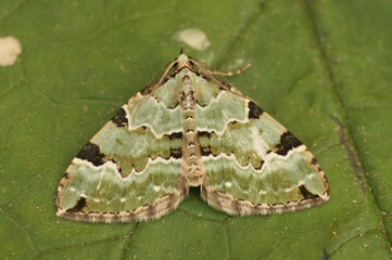 Closeup on the colorful patterned triangle shaped Green carpet geometer moth, Colostygia...