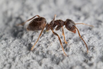 little black garden ant 3 mm on the wall