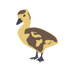 Cute little newborn fluffy gosling. One young goose isolated on a white background, vector illustration.