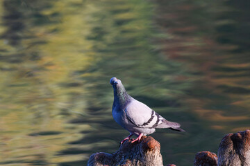 mi guarda incuriosito