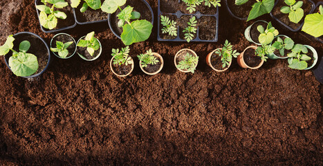 Background of the black soil with many pots of young sprouts of plants standing on it.