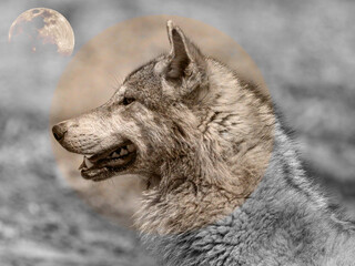Picture of a wolf