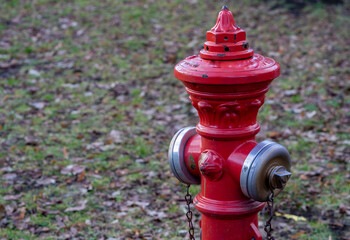 Fototapeta premium red fire hydrant in a park