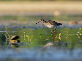 Beautiful nature scene with Common redshank (Tringa totanus). Wildlife shot of Common redshank (Tringa totanus). Common redshank (Tringa totanus) in the nature habitat.