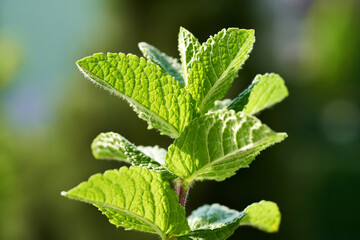 Fototapeta na wymiar Fresh mint plant growing outdoors in sunlight