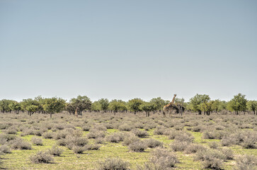 Etosha National Park Landscape, Namibia