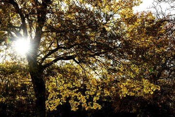 Obraz premium Rayon de lumière passant au travers d'un superbe et gigantesque chêne par une belle journée d'automne au lever du soleil