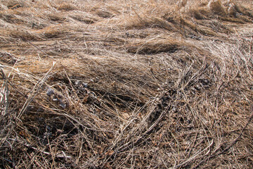 Close-up of old, dry, brown grass, straw texture. Macro textured ecological natural background. Spring after snow. On open air.