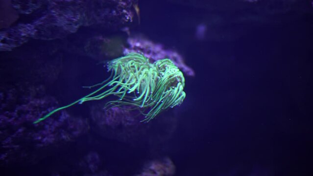 Acuario