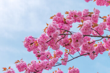Pink blooming Sakura tree branch.