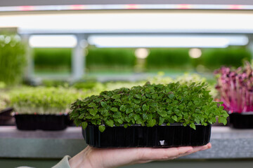 Fragrant mint on delicate female hand against background of shelves with micro greenery. Fluffy armful of mint and lemon balm grew up in a black plastic container for use in food on micro greens farm.