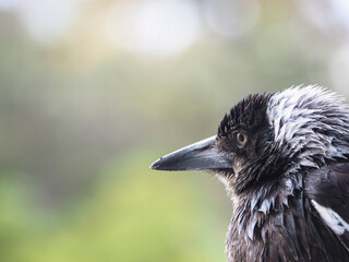 Fototapeta premium Portrait of an Australian magpie, taking shelter during some light rain.