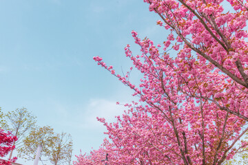 Pink blooming Sakura tree branch.