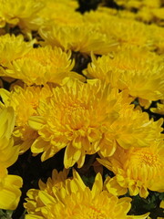 Obraz premium yellow chrysanthemum flowers