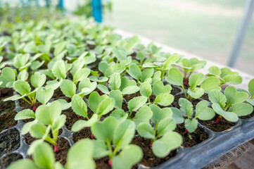 A row of small green plant organic vegetables hydroponic in the nursery farm. Hydroponics salad garden growing in greenhouse plantation with quality control. Food production small business concept.