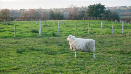 Oveja con lana abundante en parcela de pasto cercada