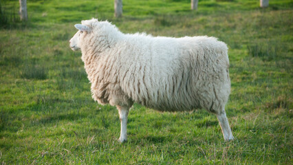 Oveja con lana abundante en parcela de pasto cercada