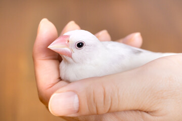 手で握られた白文鳥のヒナ