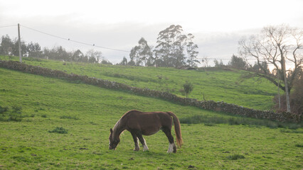 Caballo marrón pastando en ladera verde de Asturias