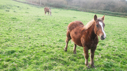 Dos caballos marrones pastando en ladera verde de Asturias