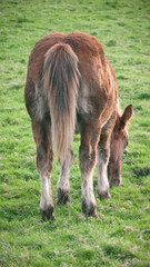 Fototapeta premium Cuartos traseros y cola de caballo marrón en ladera verde de Asturias
