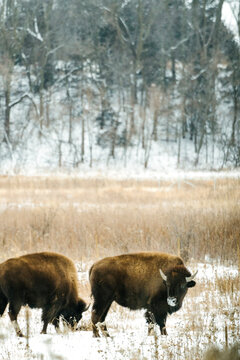 Two bison stand together in a snowy field